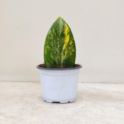 Zamioculacus Verigated 8.5 cm pot