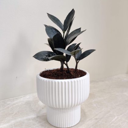 Zamioculcas Black Plant in White Ceramic Pot