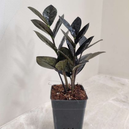 Zamioculcas Raven ( Black Zamia ) 7 cm pot
