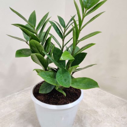Zamioculcas Zamifolia (ZZ plant)