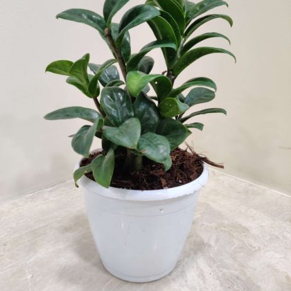 Zamioculcas Zamiifolia 'Zenzi' or Dwarf ZZ Plant 12 cm pot