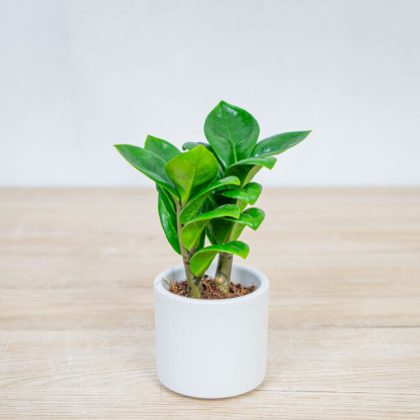 Zamioculcas Zamiifolia 'Zenzi' or Dwarf ZZ Plant 8.5 cm pot