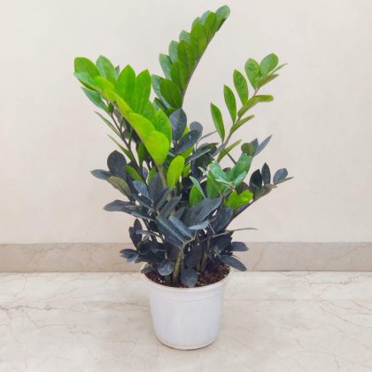 Zamioculcas zamiifolia 'Raven