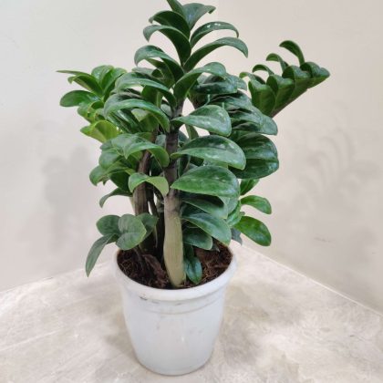 Zamioculcas zamiifolia 'Zenzi' (Dwarf ZZ Plant) 13.5 cm pot