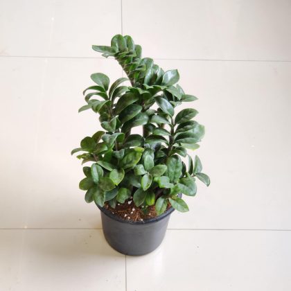 Zamioculcas zamiifolia 'Zenzi' (Dwarf ZZ Plant) 17cm pot