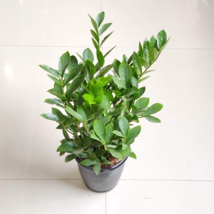 Zamioculcas zamiifolia 'Zenzi' (Mini ZZ Plant) 15 cm pot