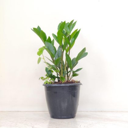 Zamioculcas zamiifolia