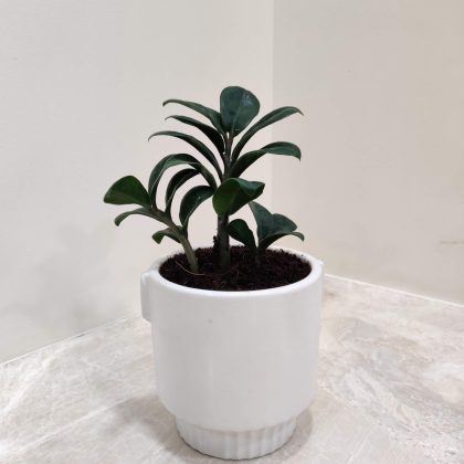 Zamioculcas zenzii Plant in Fancy Ceramic Pot