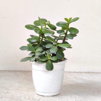 Zed-Plant-8.5-cm-pot