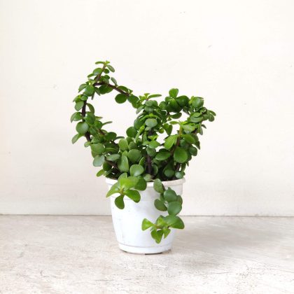Zed Plant Menechar 8.5 cm pot