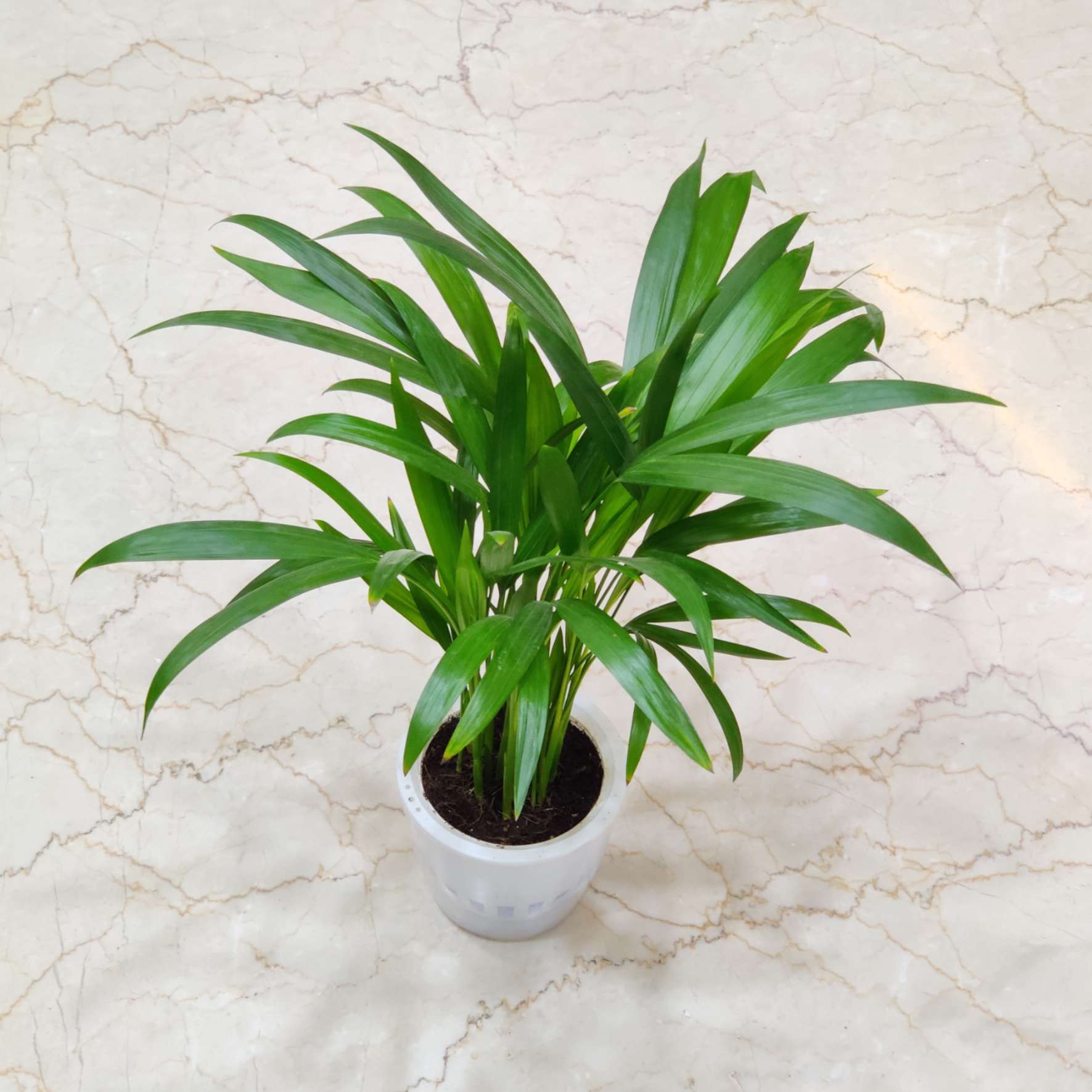 Areca Palm - Image 8