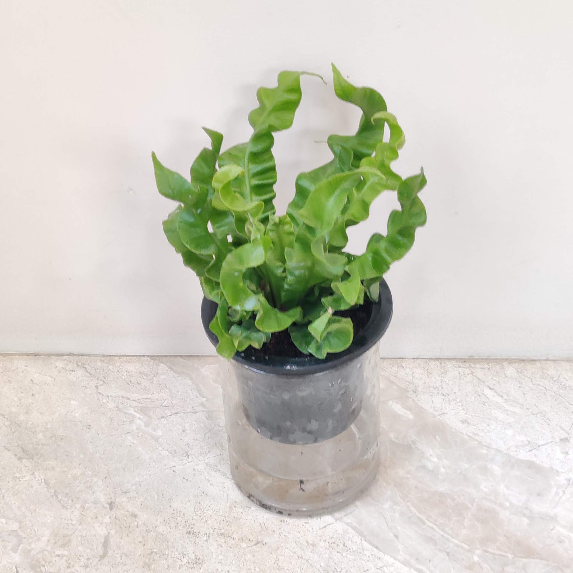 Asplenium Nidus - Image 2