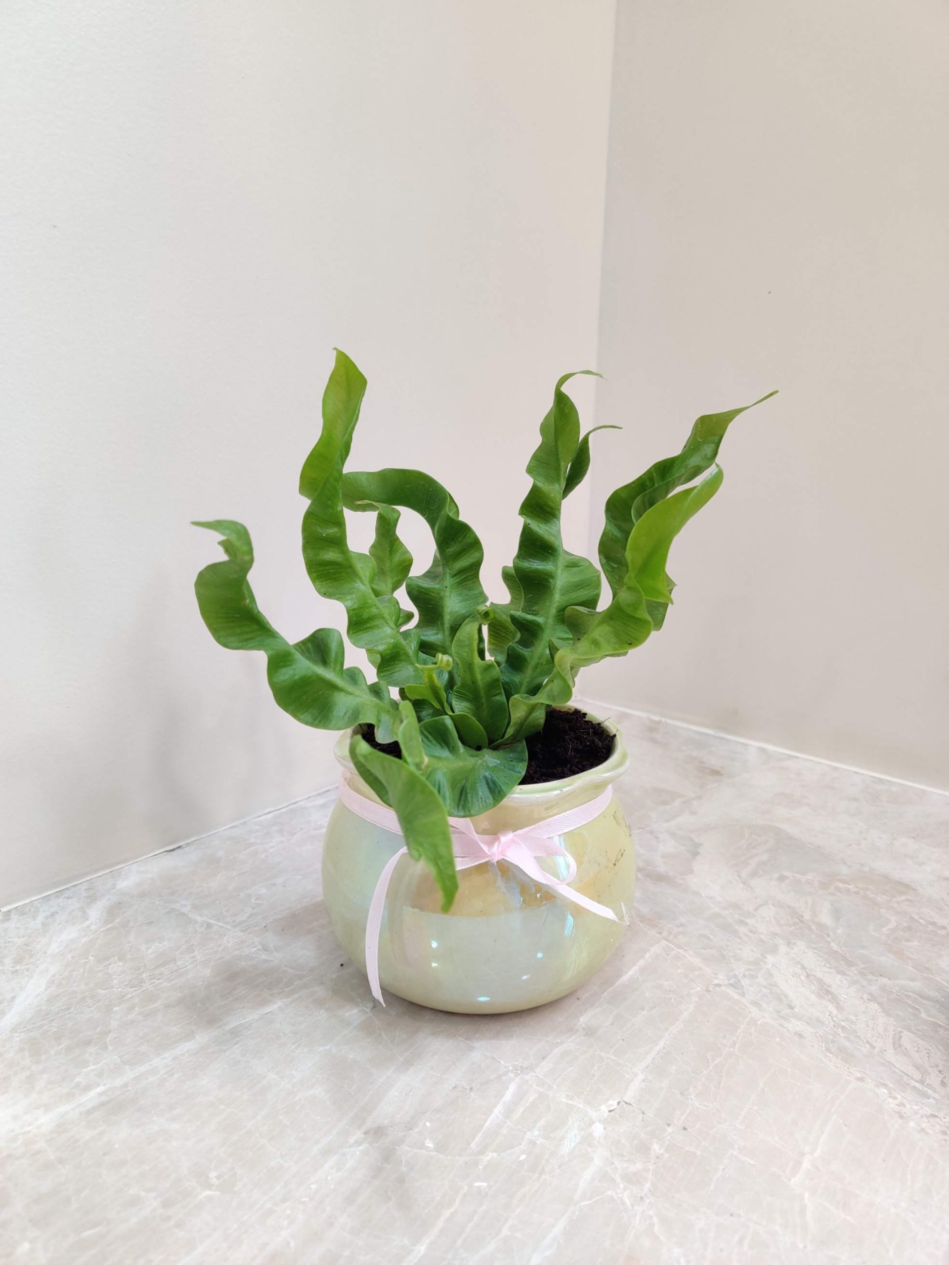 Asplenium Nidus - Image 3