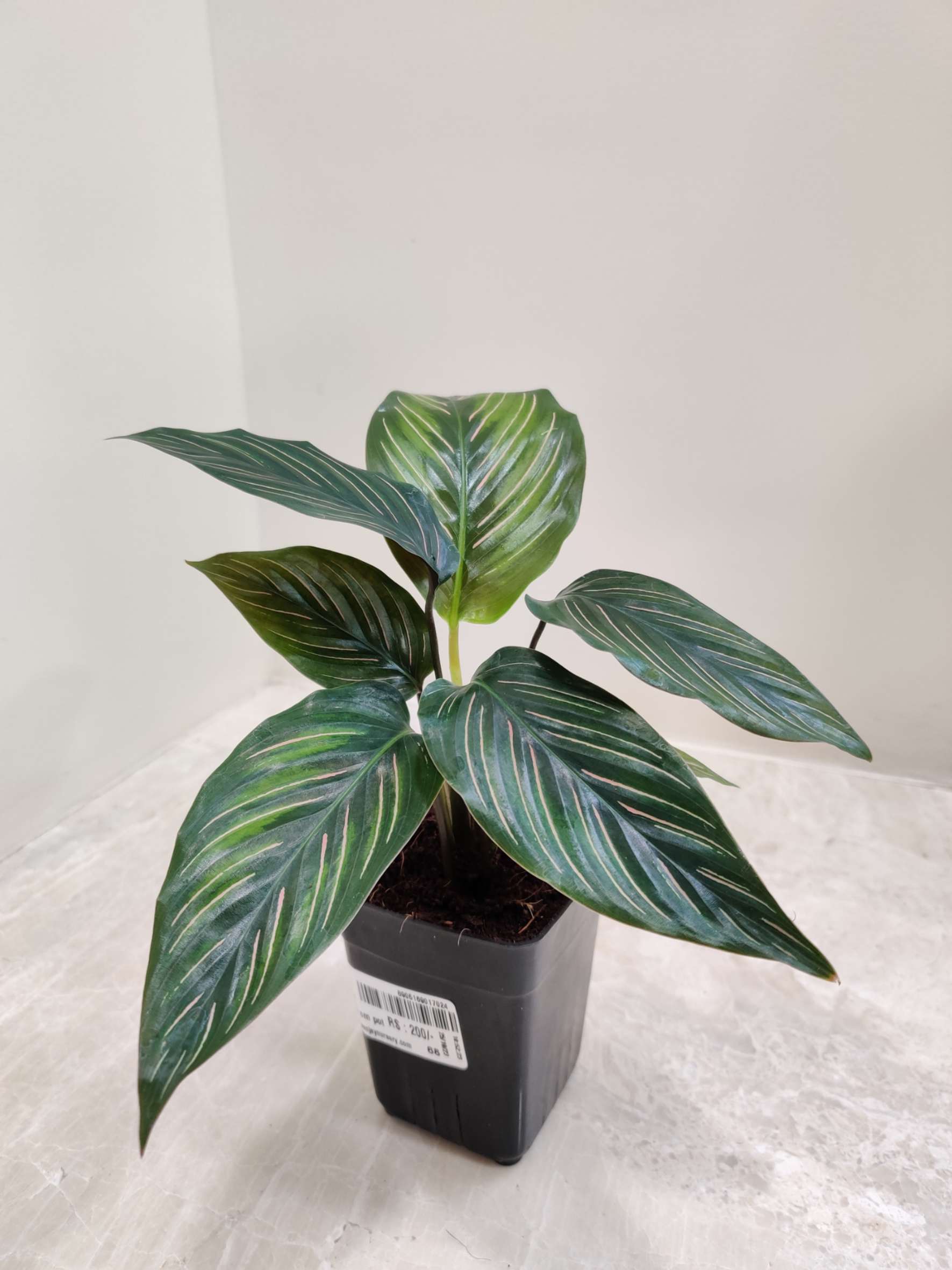 Calathea Beauty Star - Image 2