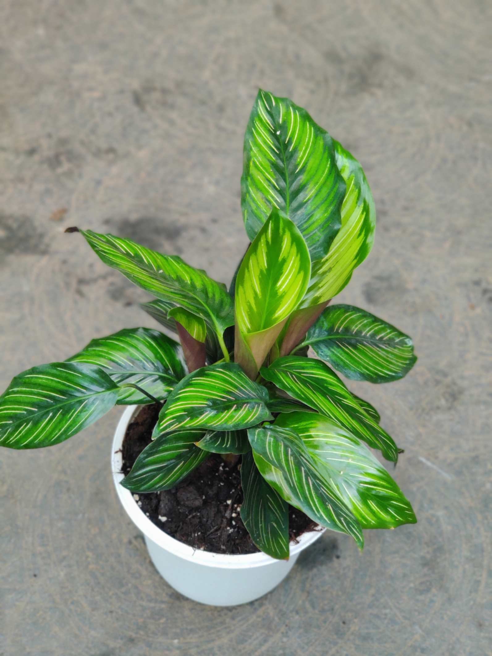 Calathea Beauty Star - Image 3