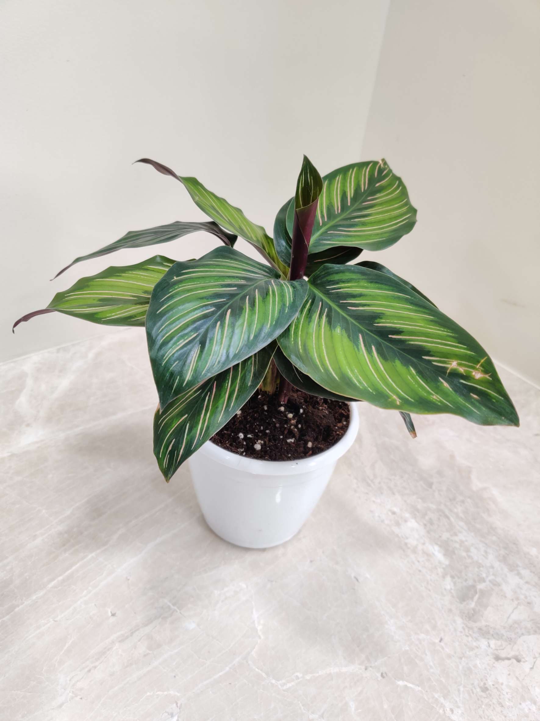 Calathea Beauty Star - Image 4