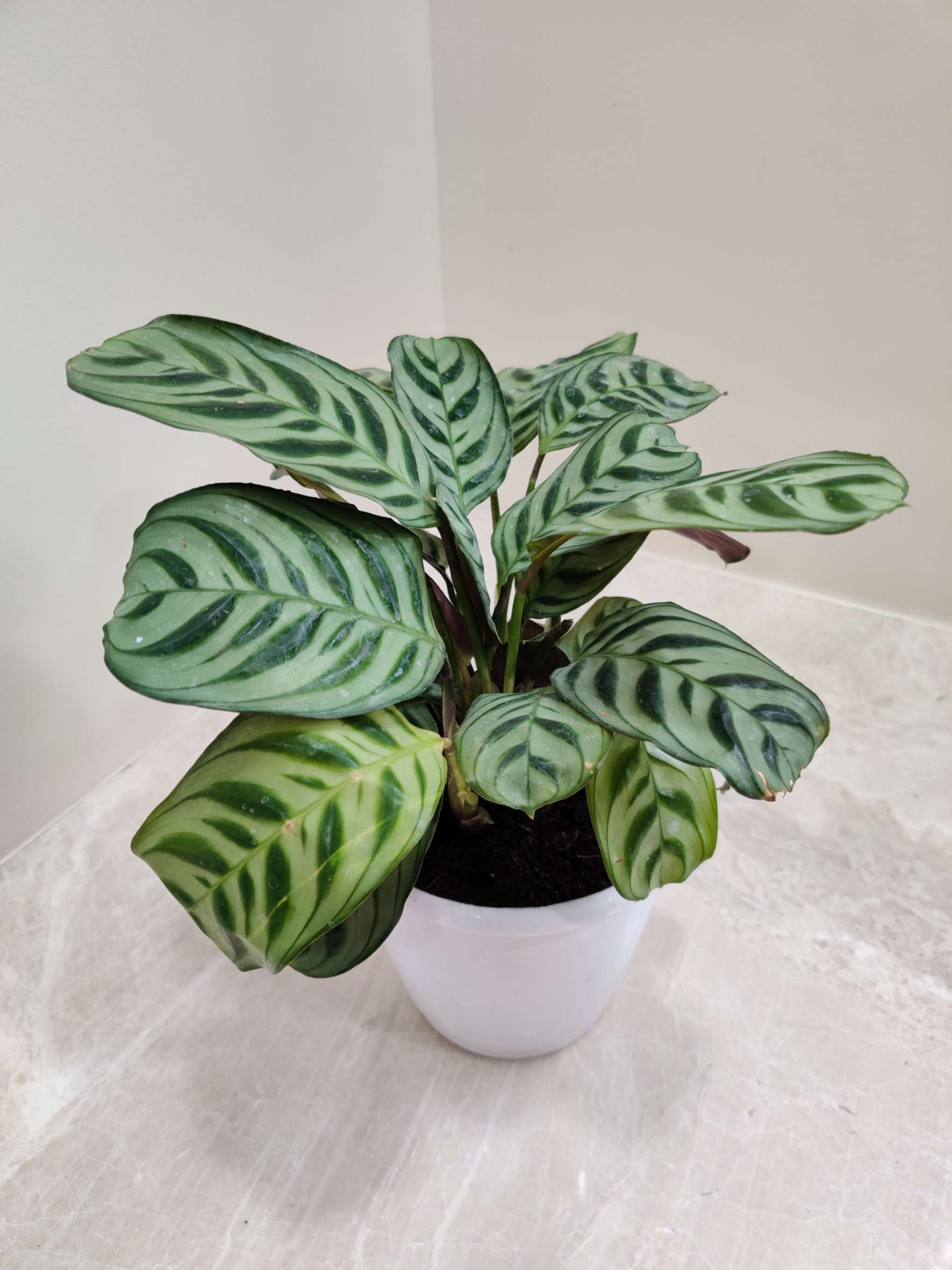 Calathea Burle Marxii - Image 3