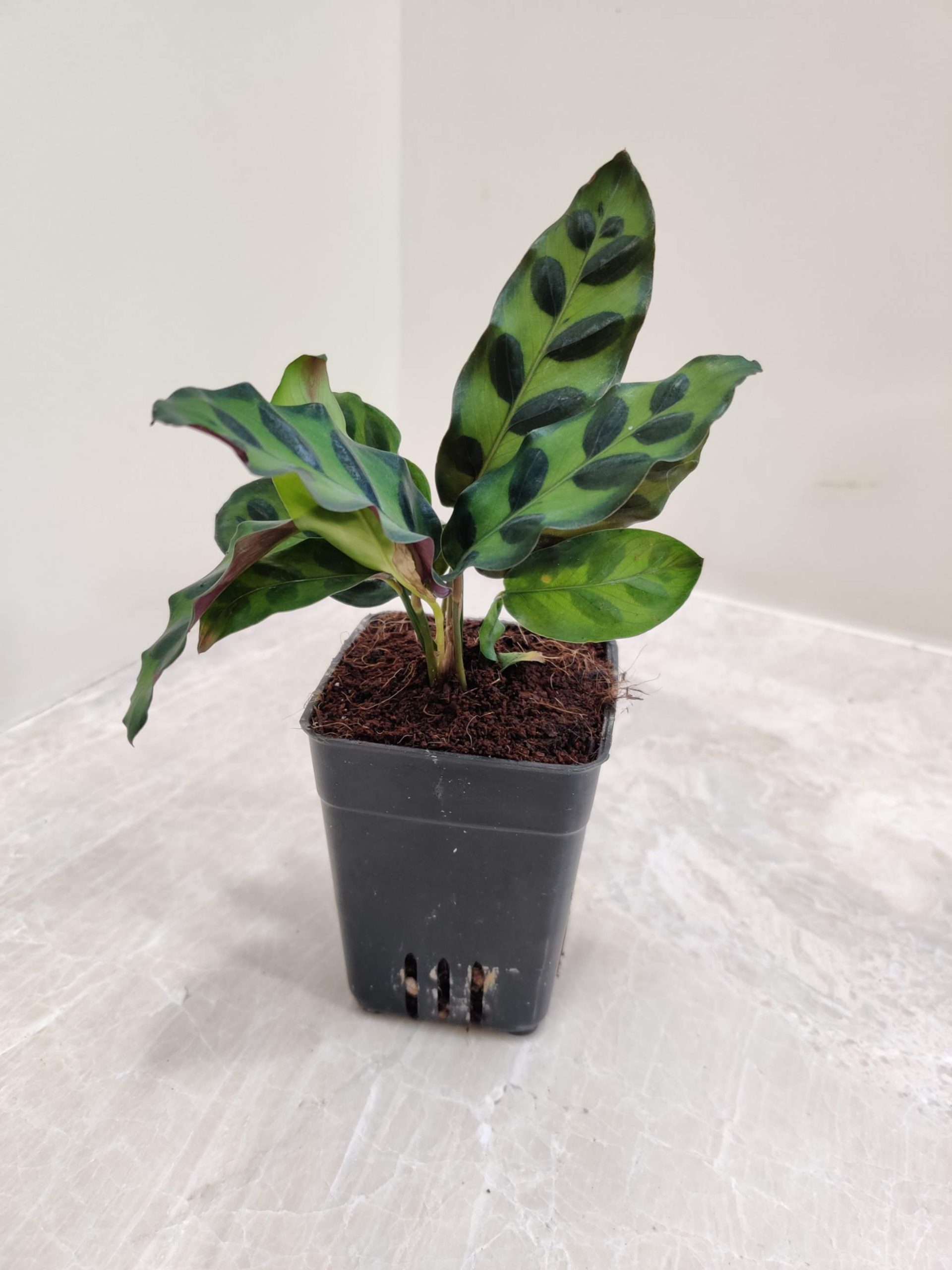 Calathea Goeppertia Insignis - Image 2