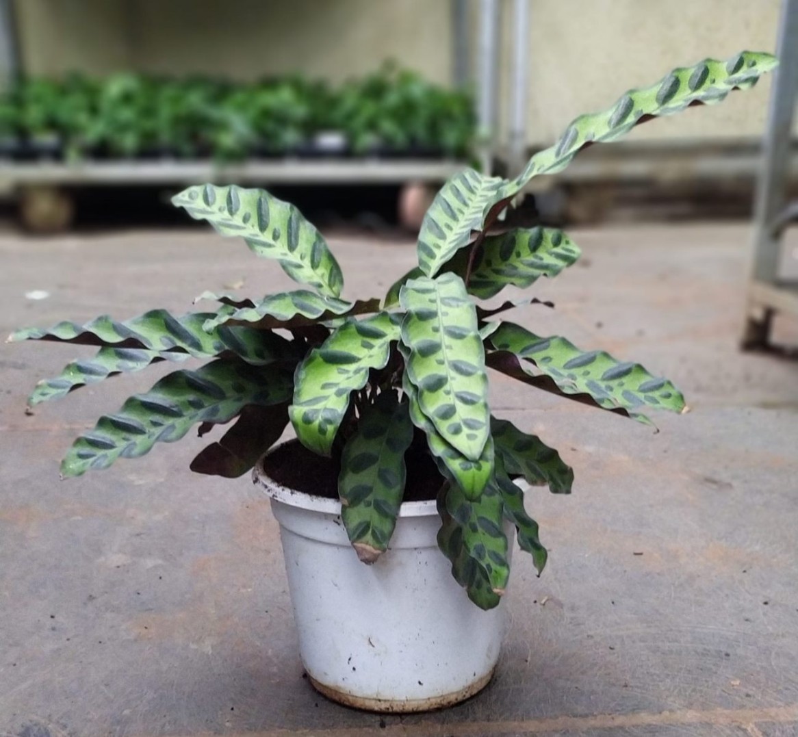 Calathea Goeppertia Insignis - Image 3