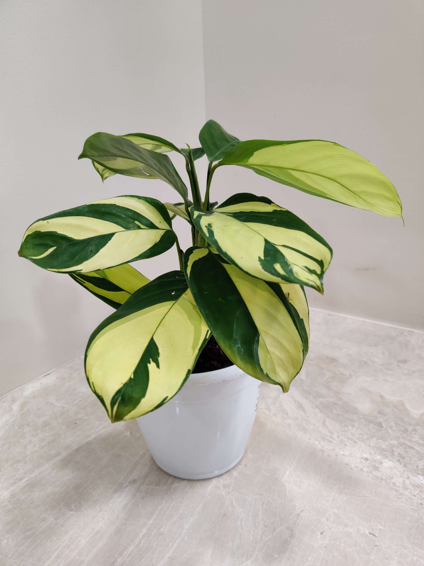 Calathea Golden Mosaic - Image 3