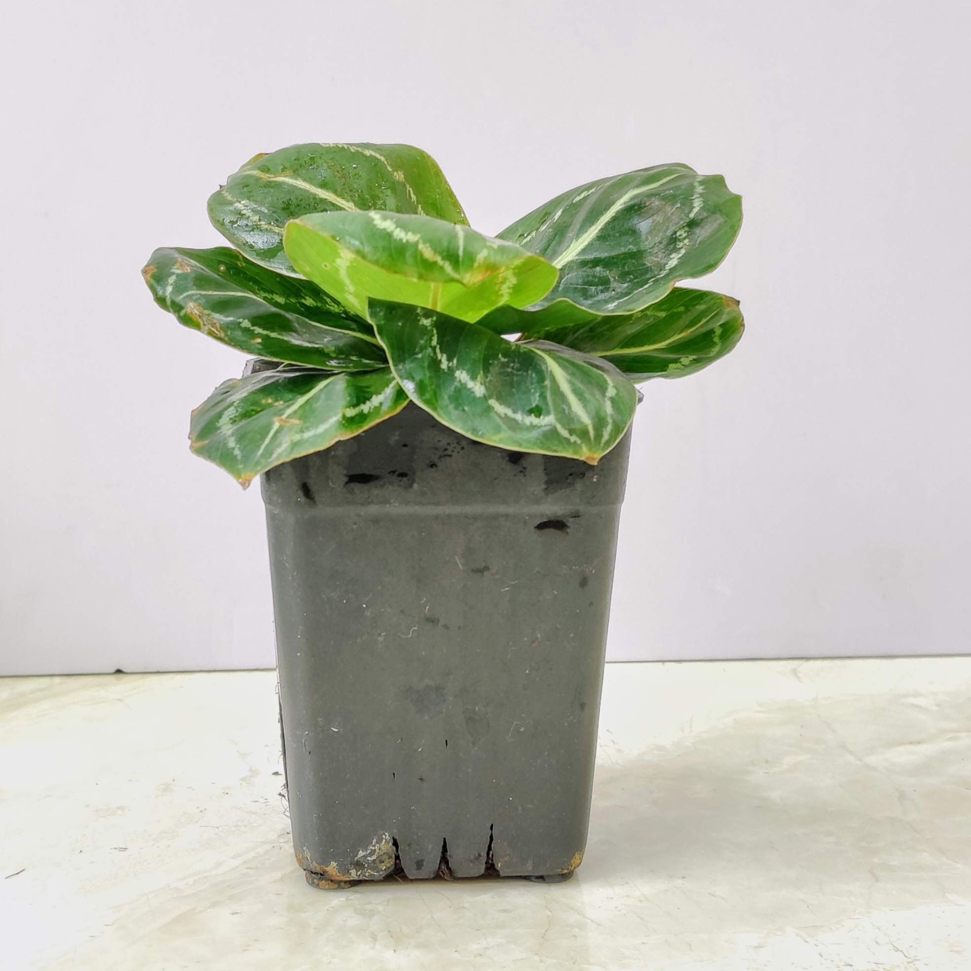 Calathea Green Lipstick - Image 2