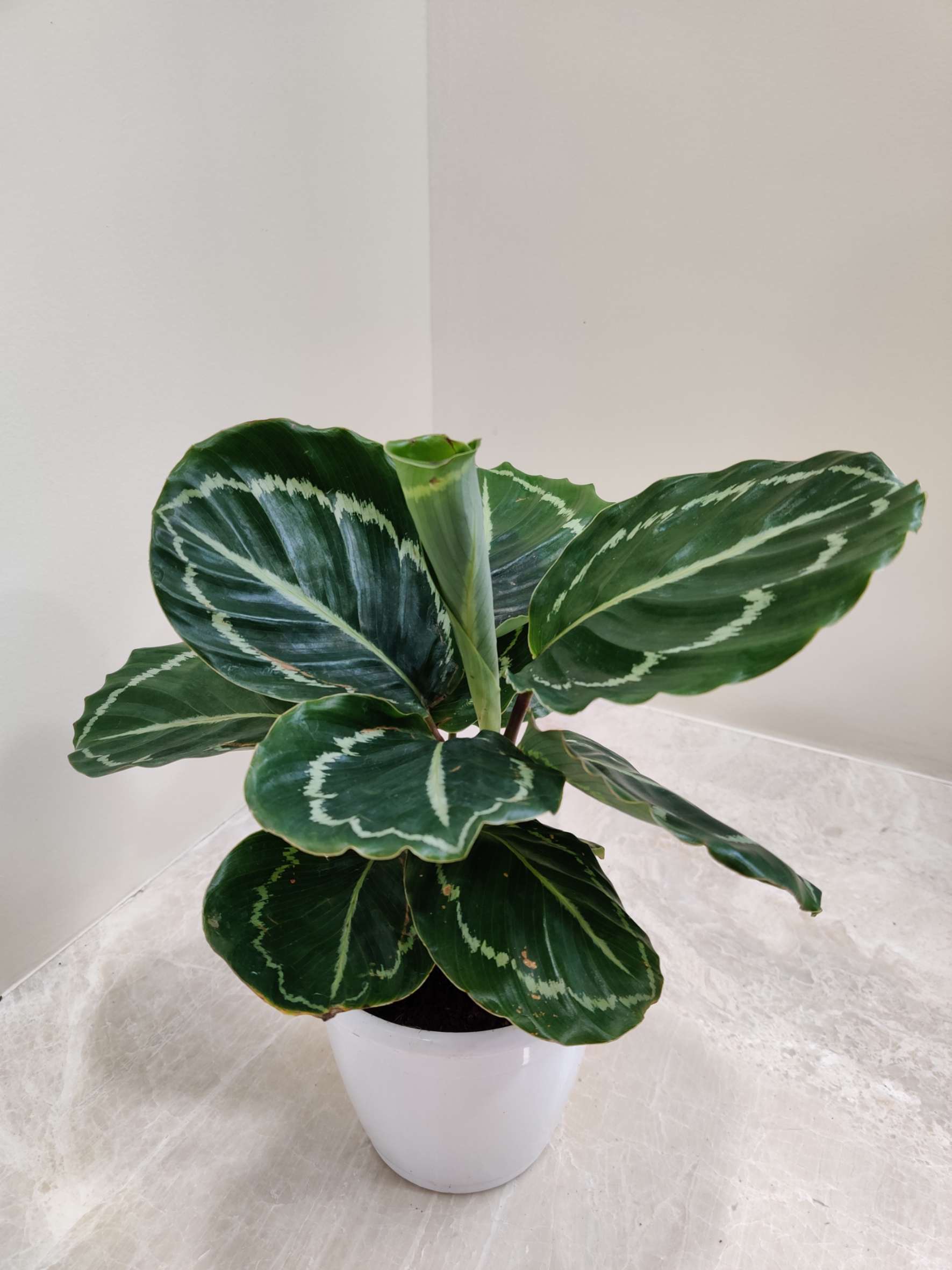 Calathea Green Lipstick - Image 3
