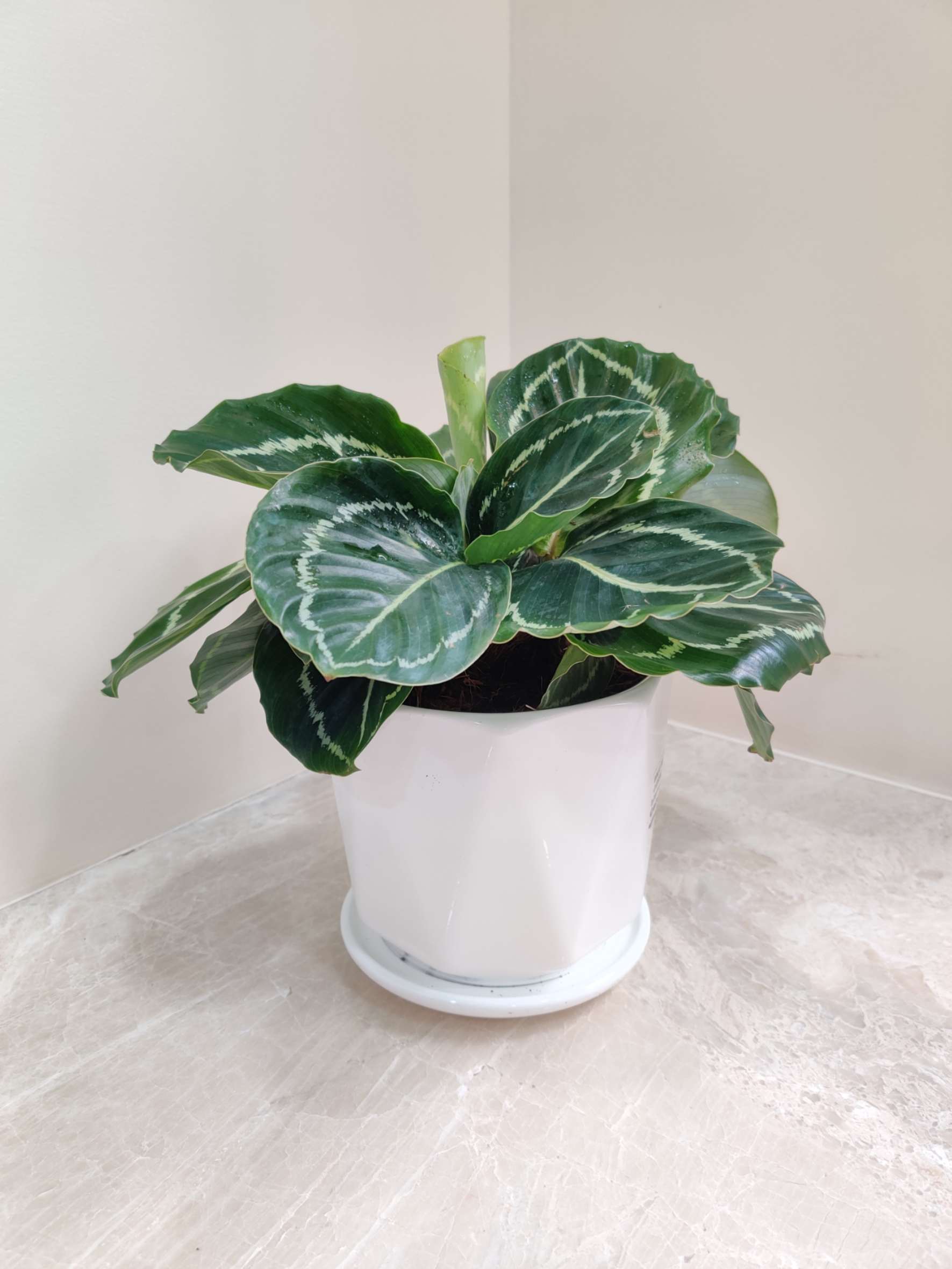 Calathea Green Lipstick - Image 4