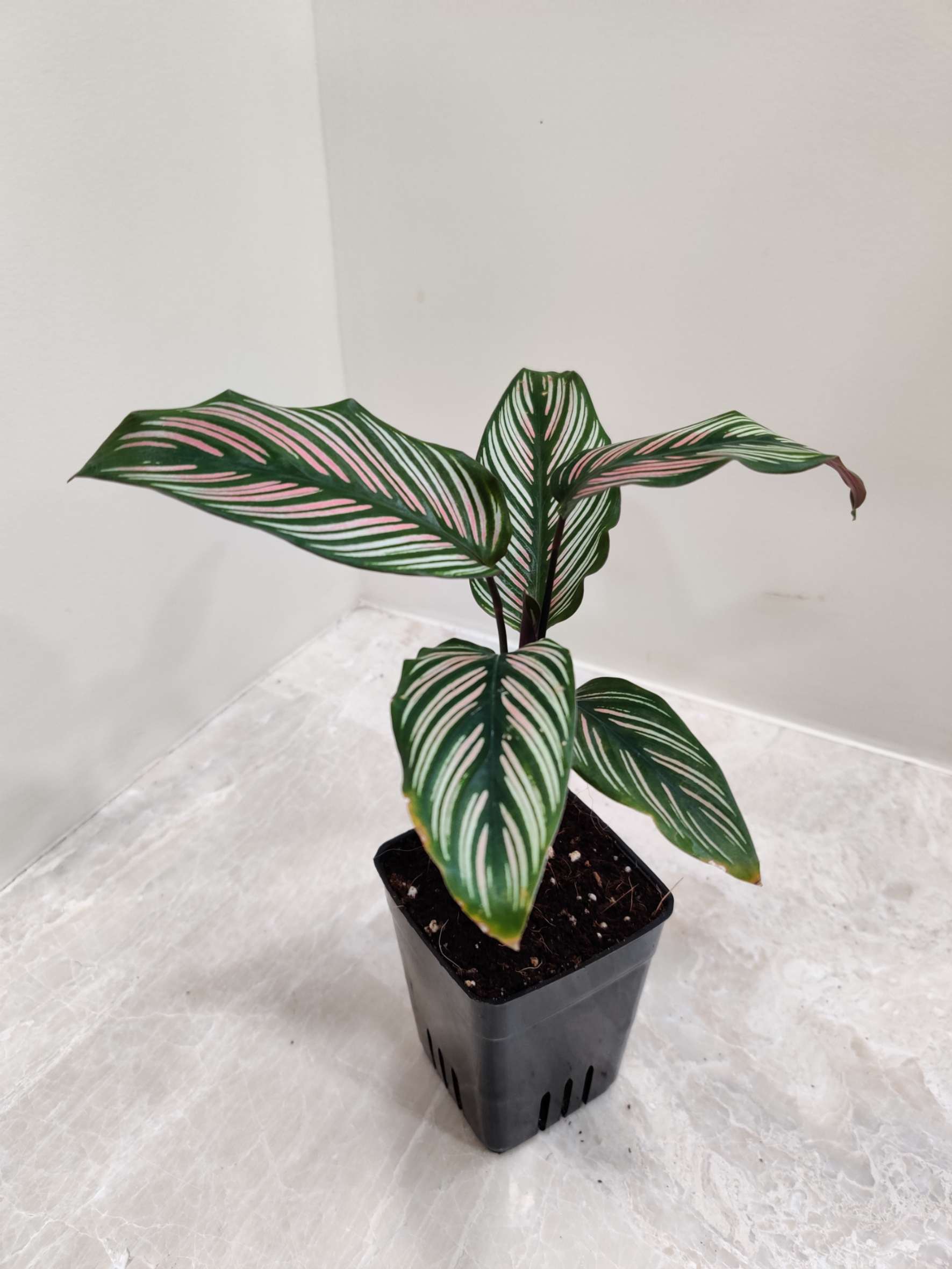 Calathea Majestica White Star - Image 2