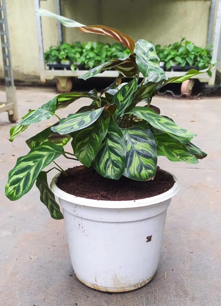 Calathea Makoyana - Image 2