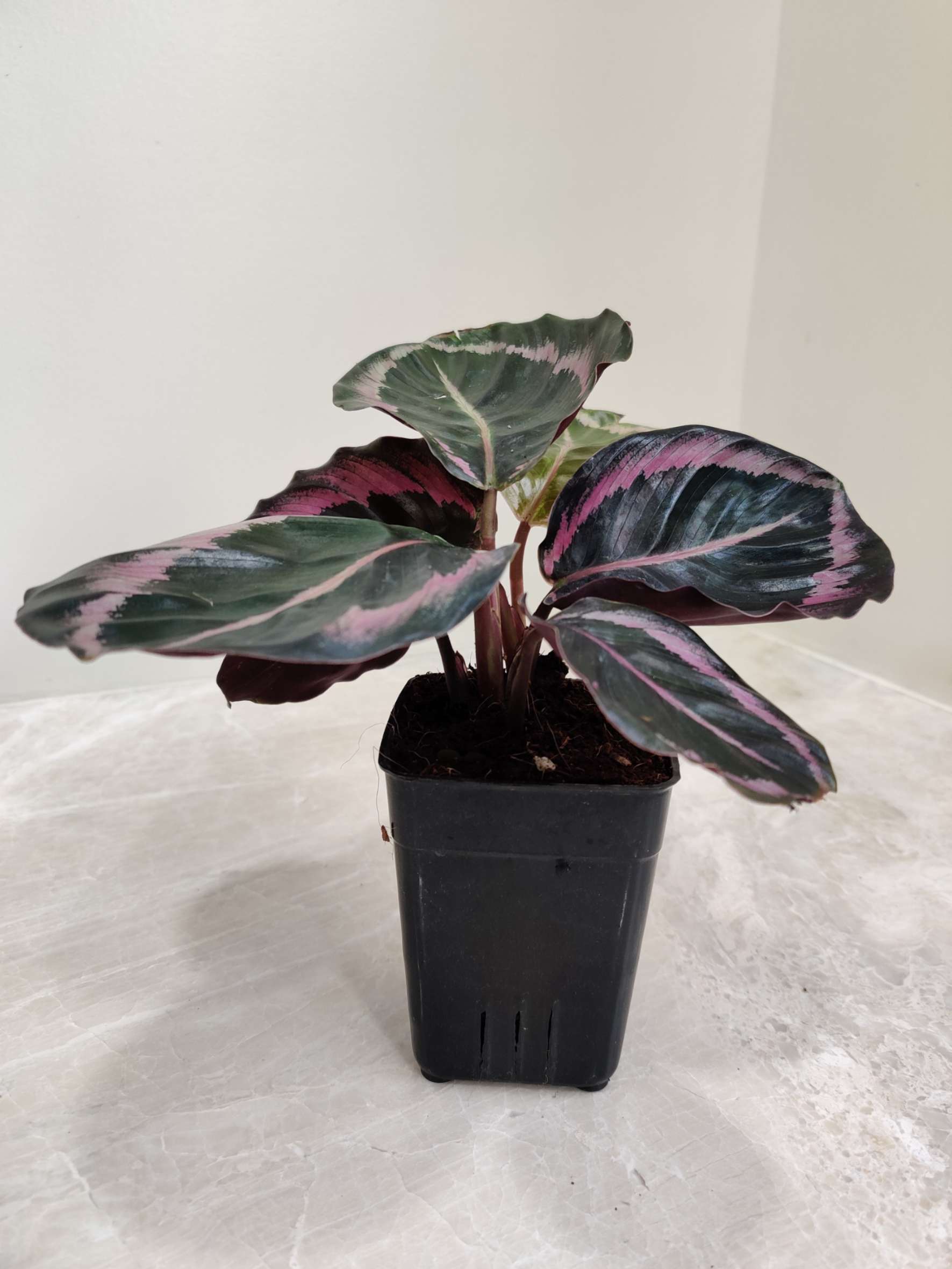 Calathea Red Wine - Image 2