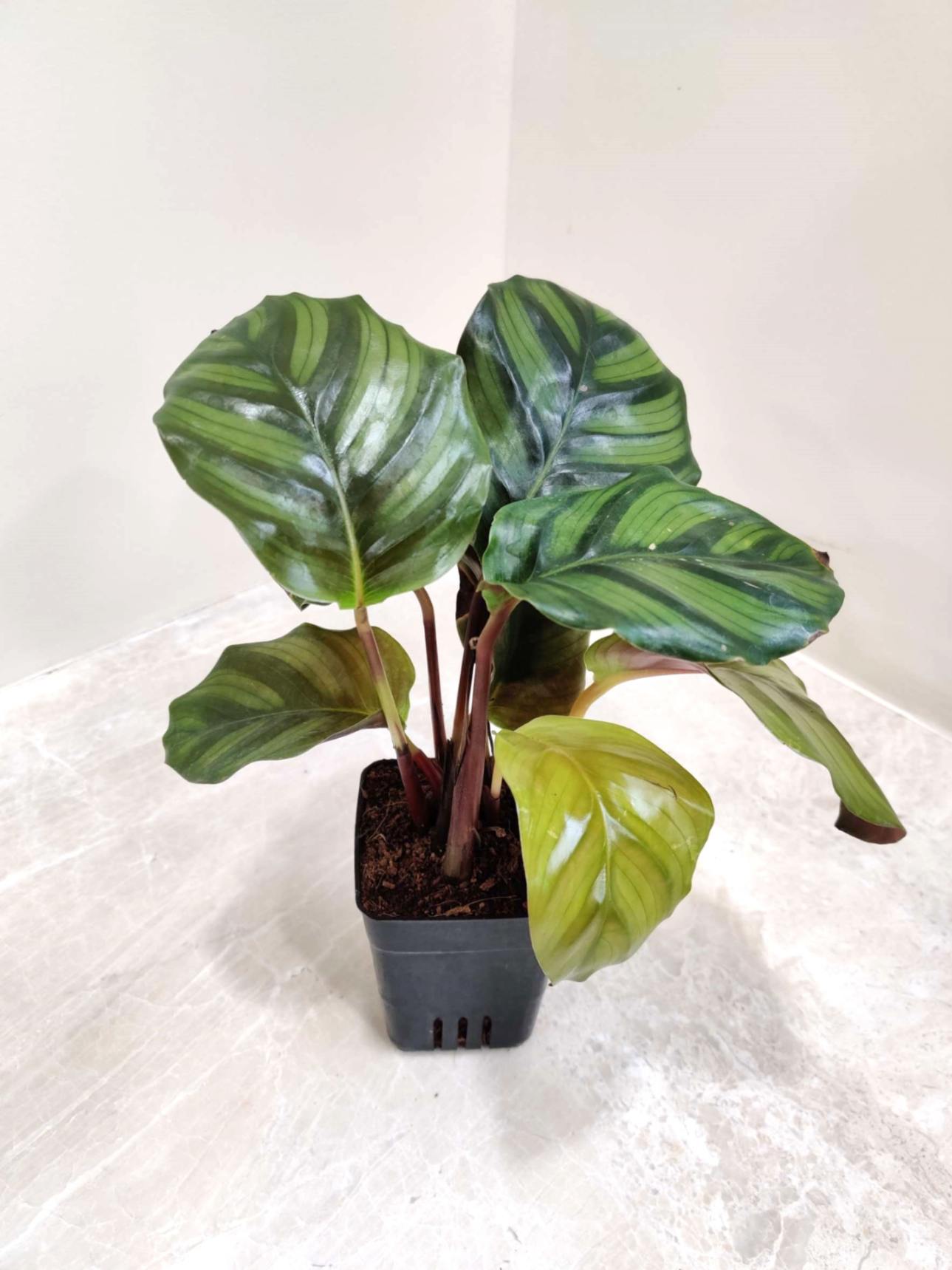 Calathea Rose Apple - Image 2