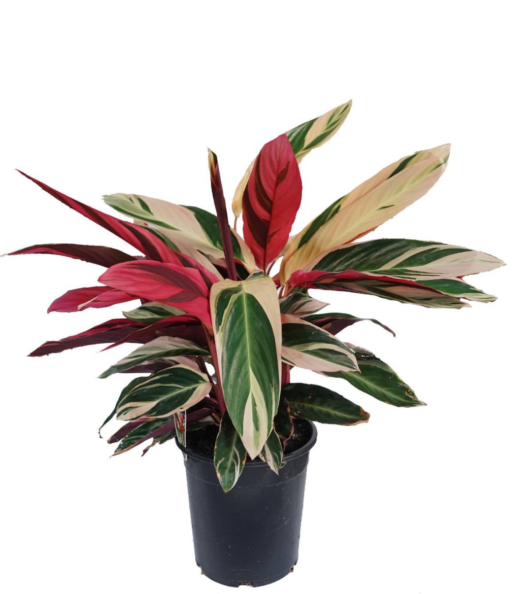 Calathea Stromanthe Triostar - Image 3