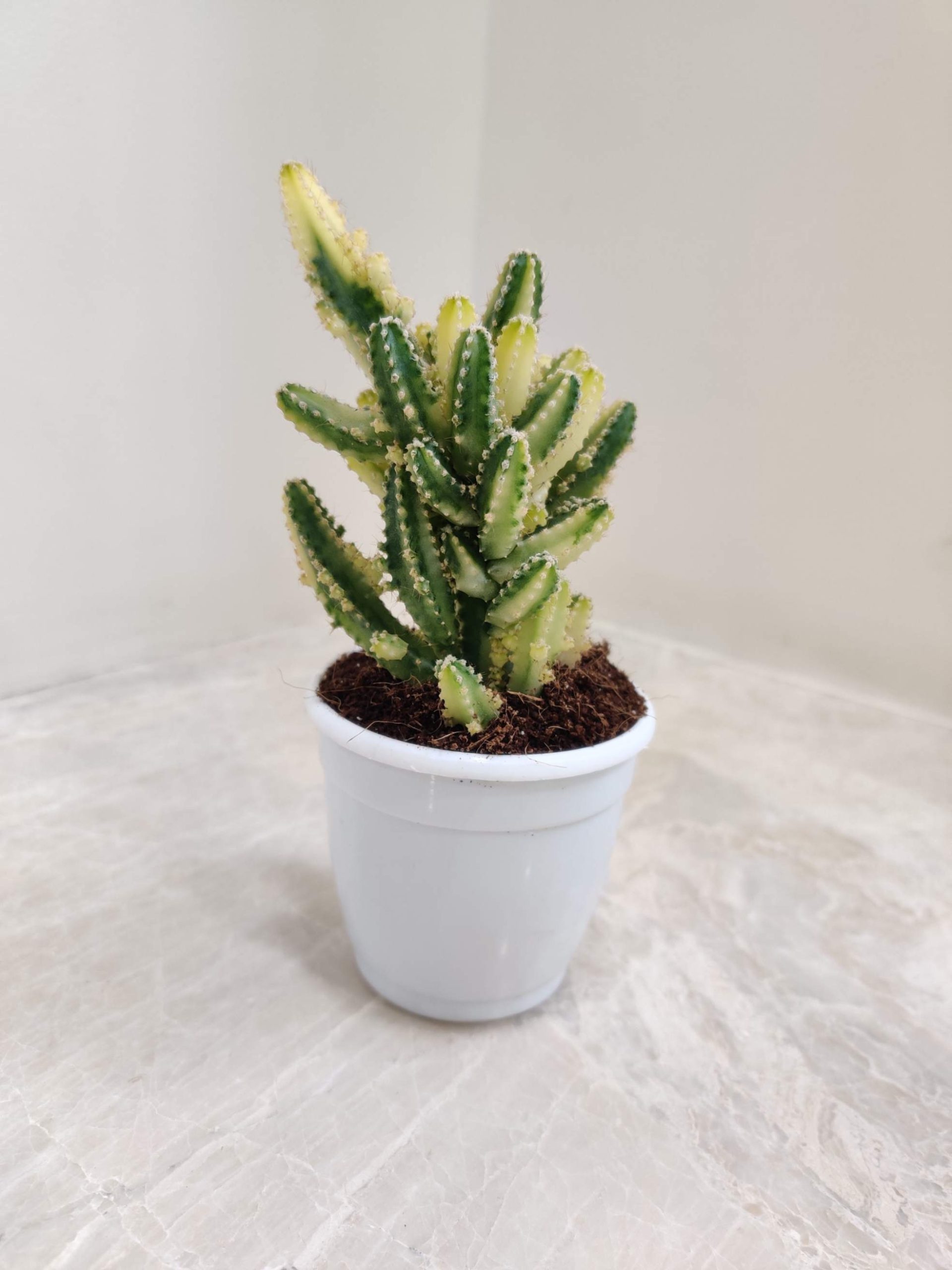 Cereus Variegated - Image 2