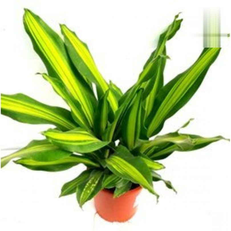 Dracaena 'Dara Singh' – 8.5 cm Pot - Premium Compact Dracaena Indoor Plant - Image 2
