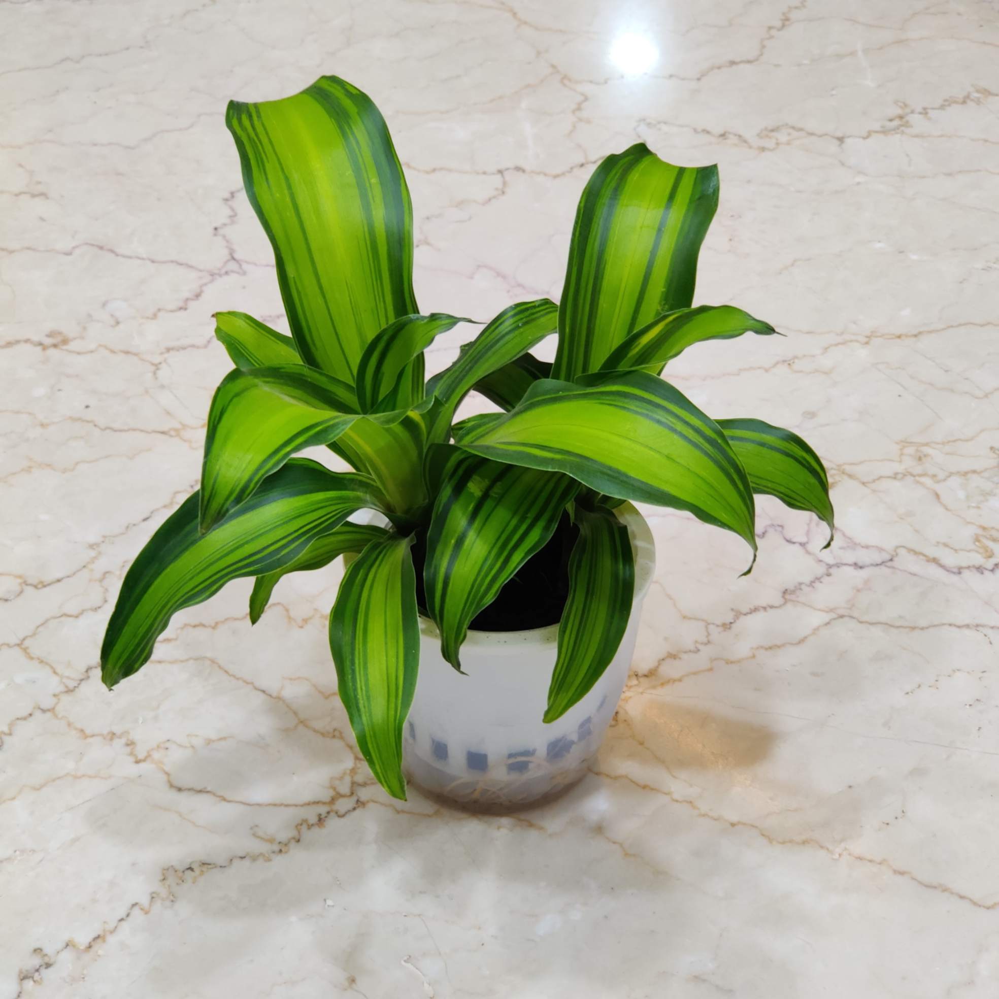 Dracaena Watering Plant - Image 3