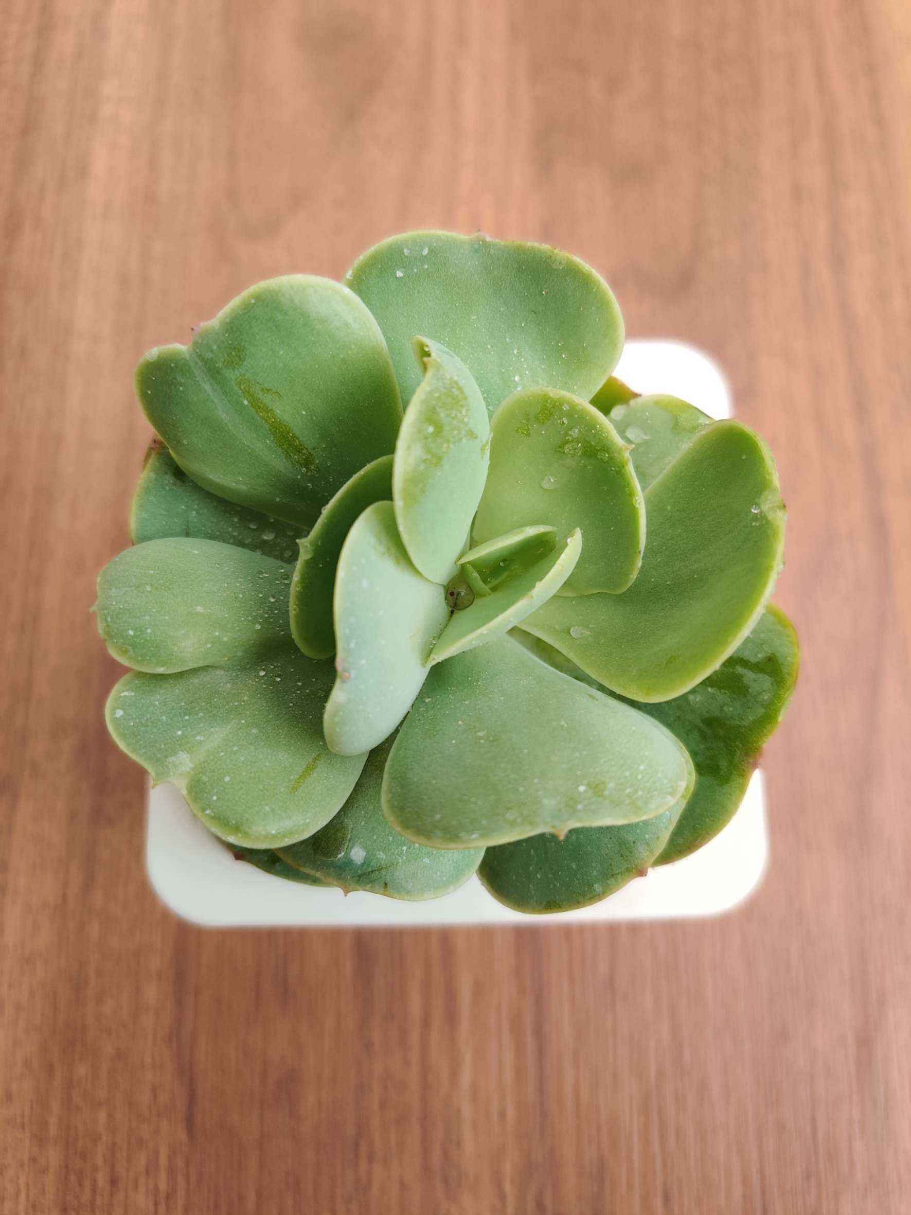 Echeveria 'Green Spoon' - Image 2