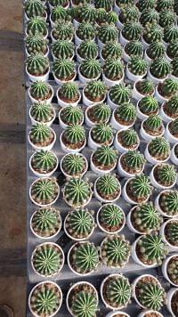 Echinopsis Oxygona - Image 4