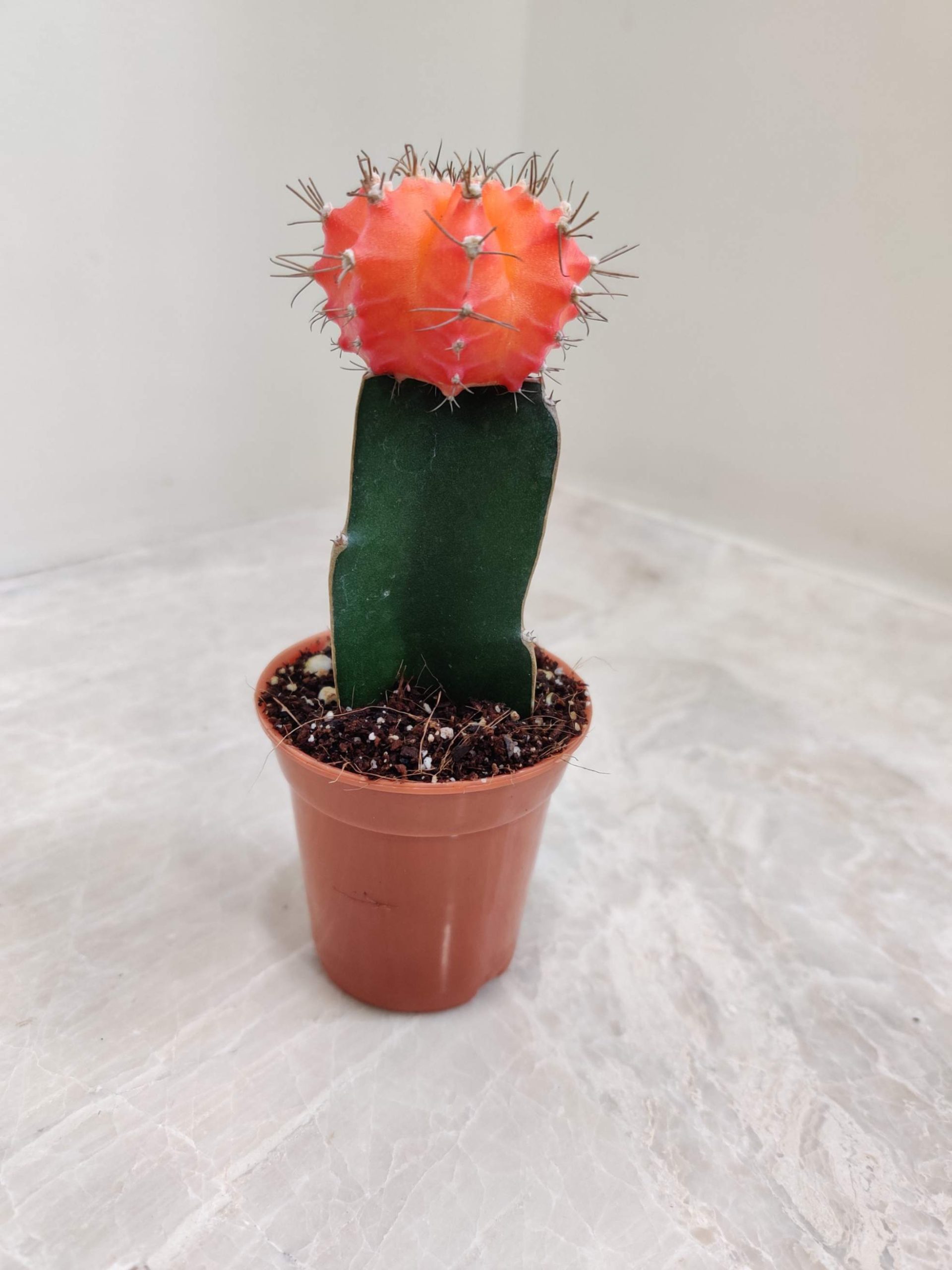 Gymnocalycium Orange Moon Cactus - Image 3