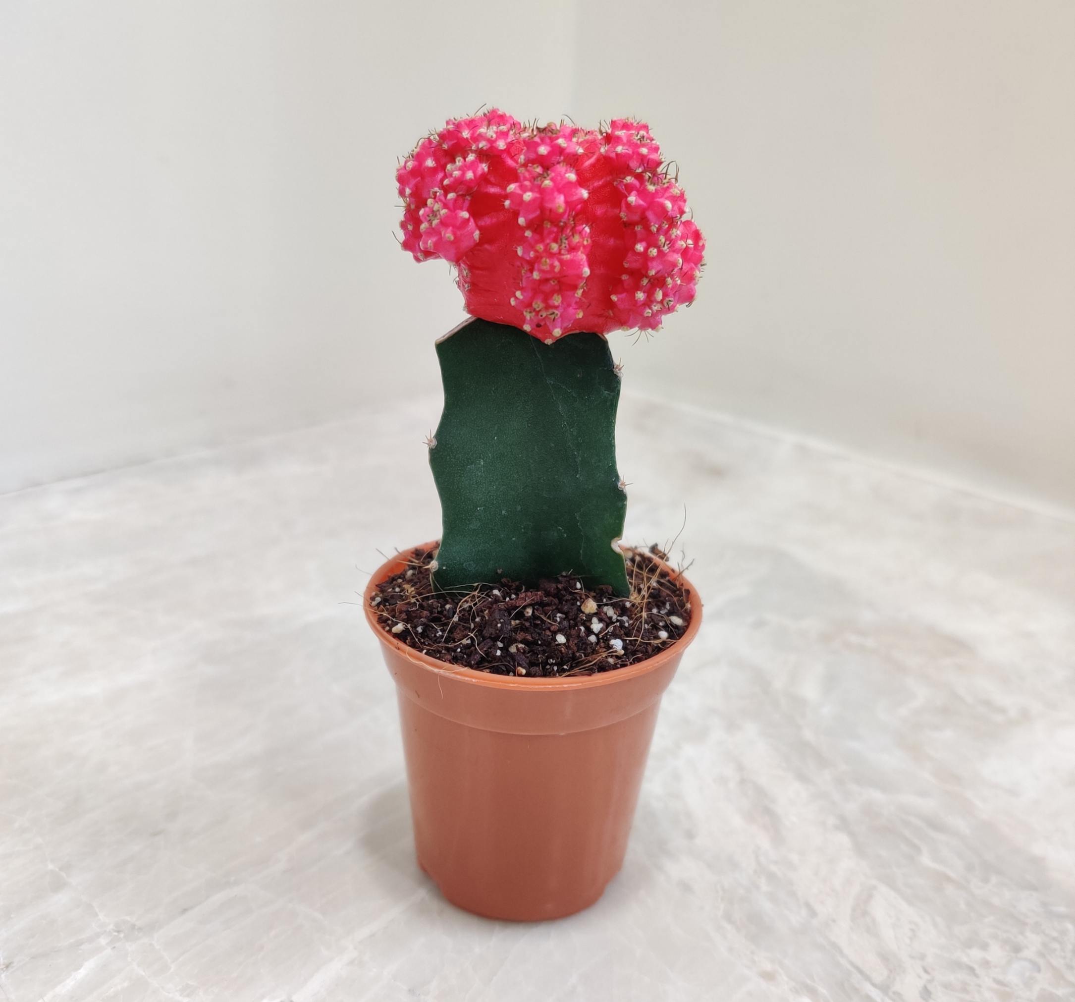 Gymnocalycium Pink Moon Cactus - Image 2
