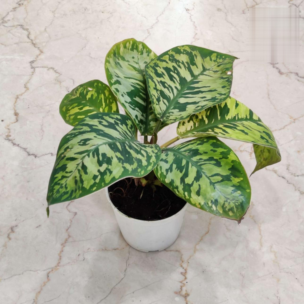 Homalomena 'Camouflage' - Image 2