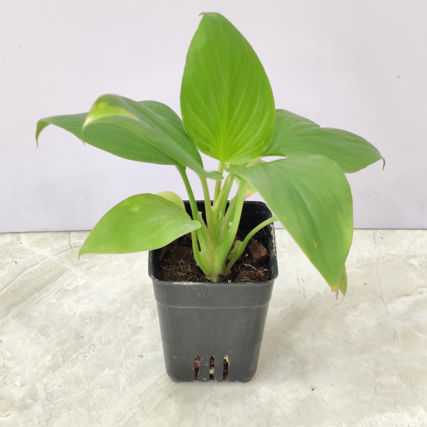 Homalomena Green - Image 3