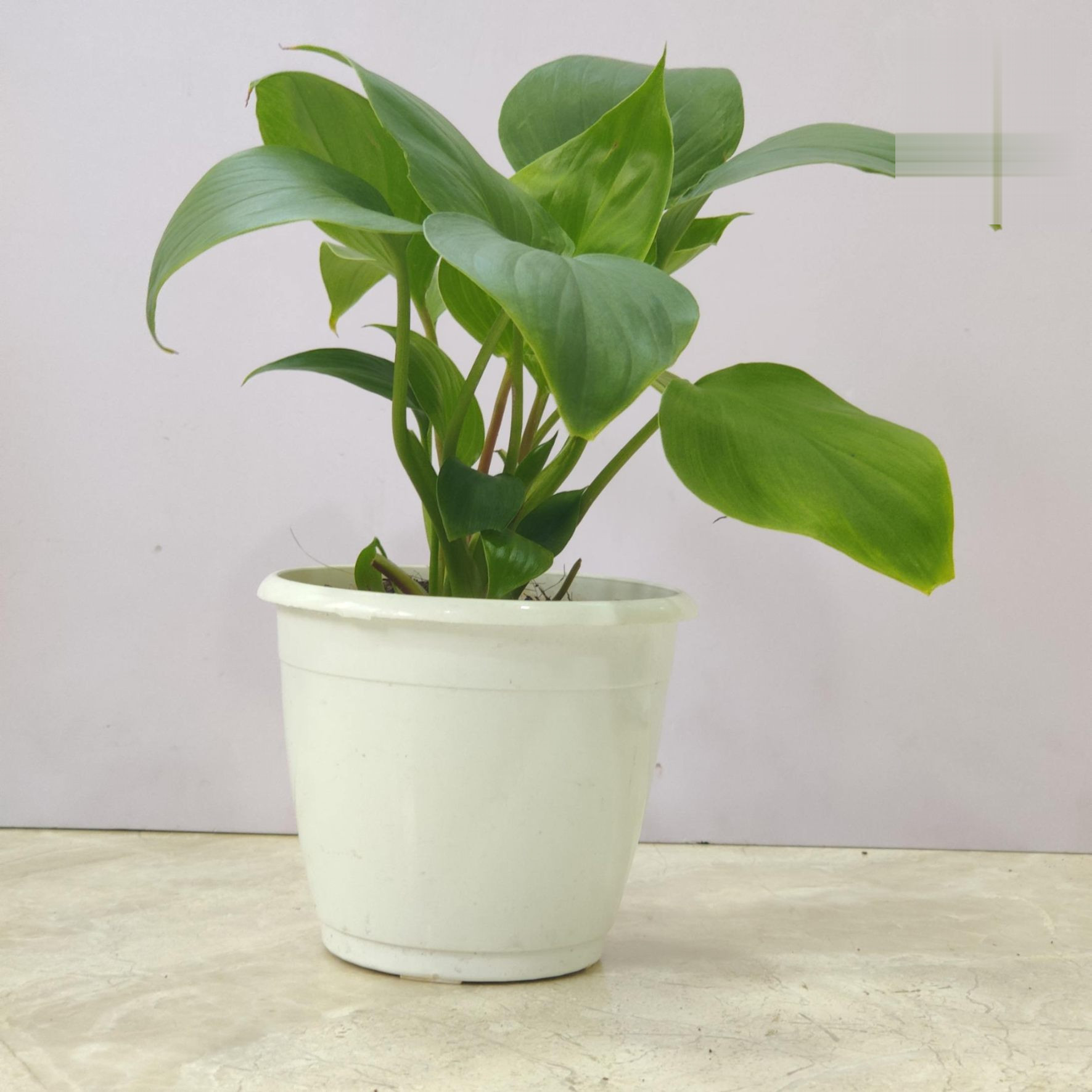 Homalomena Green - Image 4