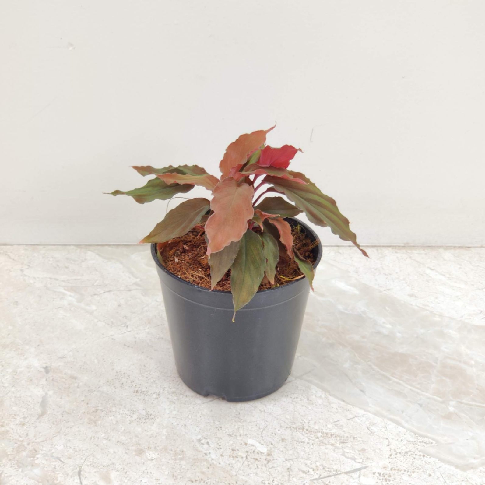Homalomena Humilis 'Red Velvet' - Image 2