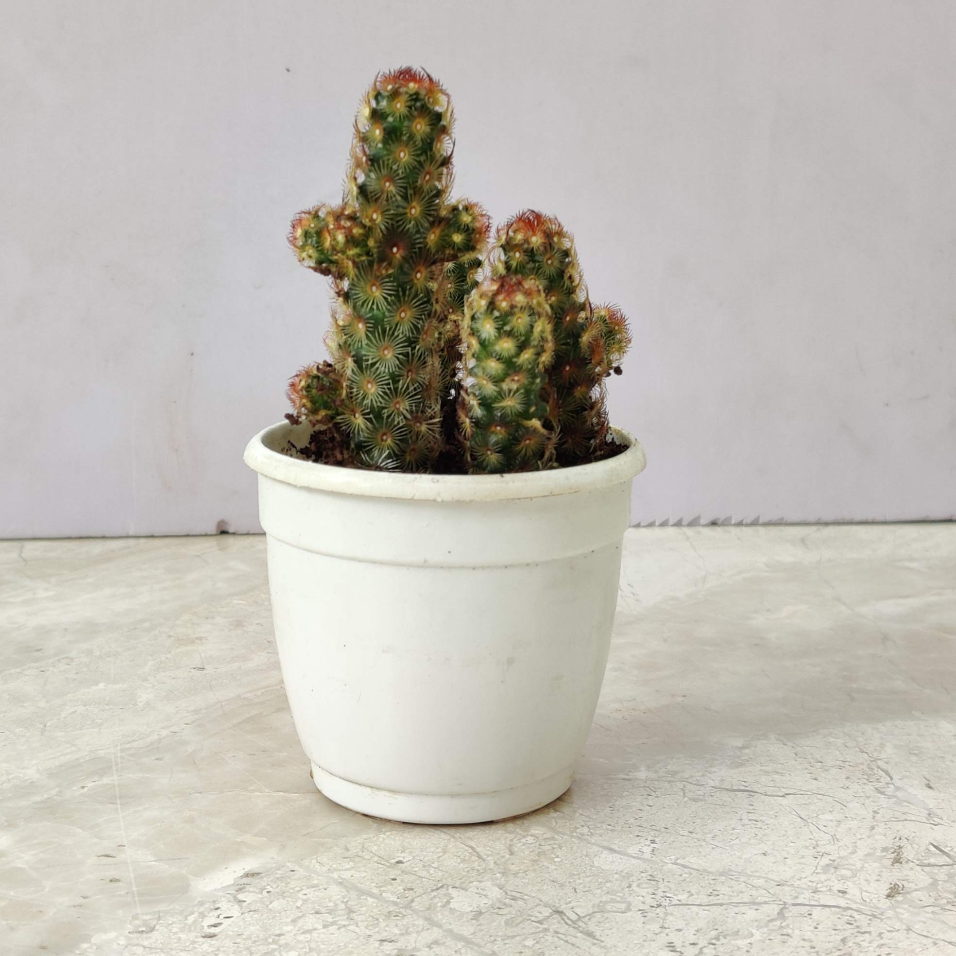 Lady Finger Cactus - Image 2