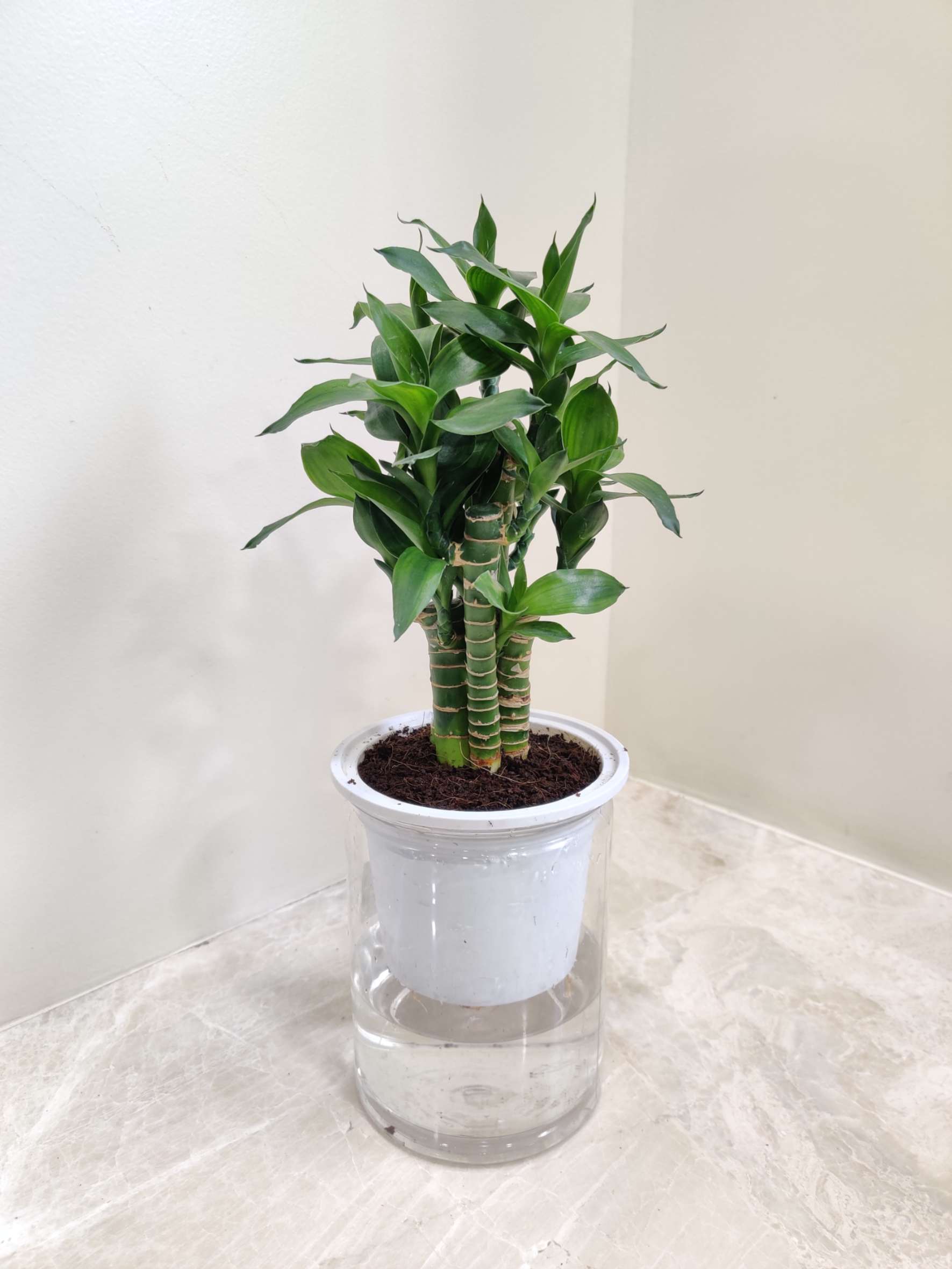 Lucky Bamboo Water Plant - Image 2