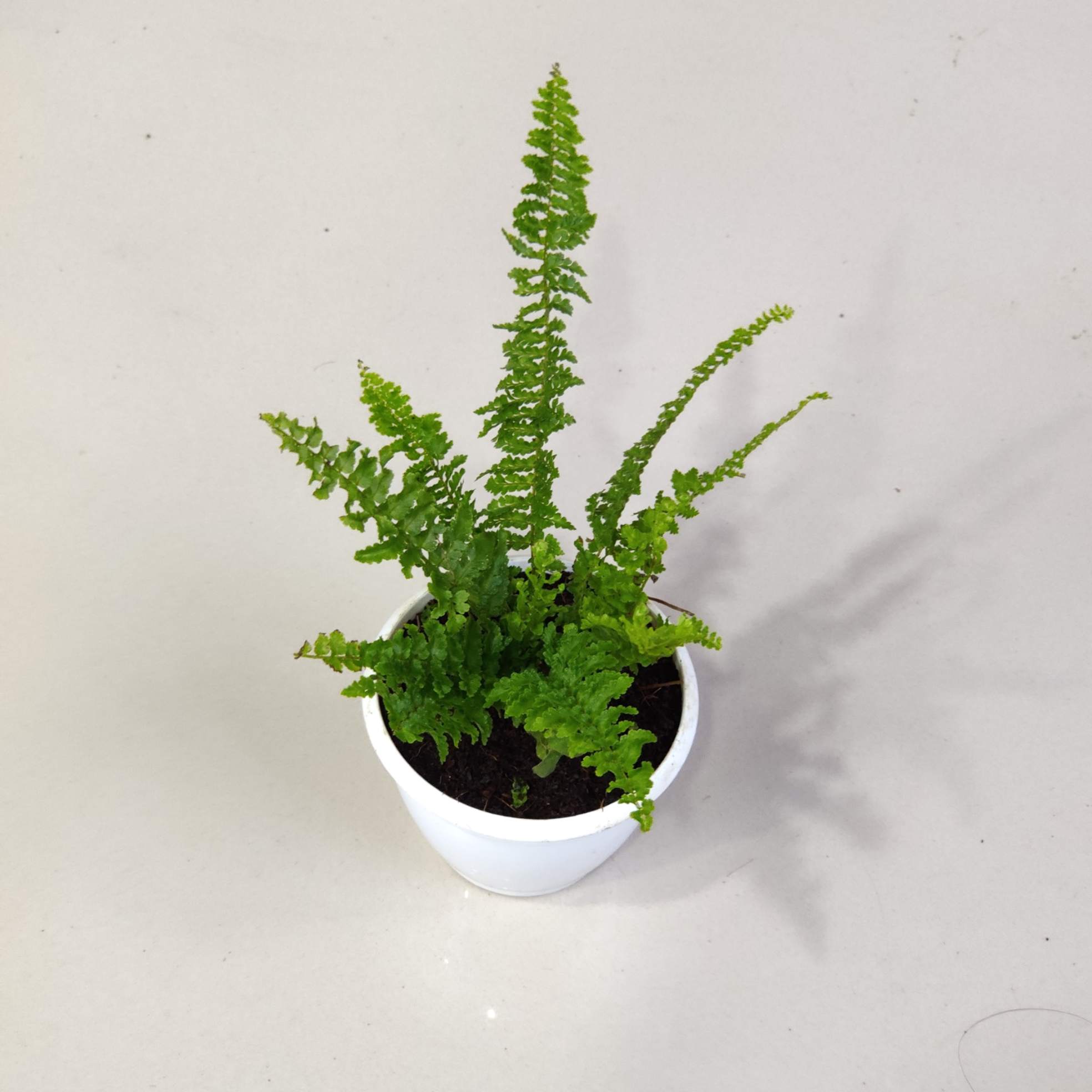 Maidenhair Fern - Image 2