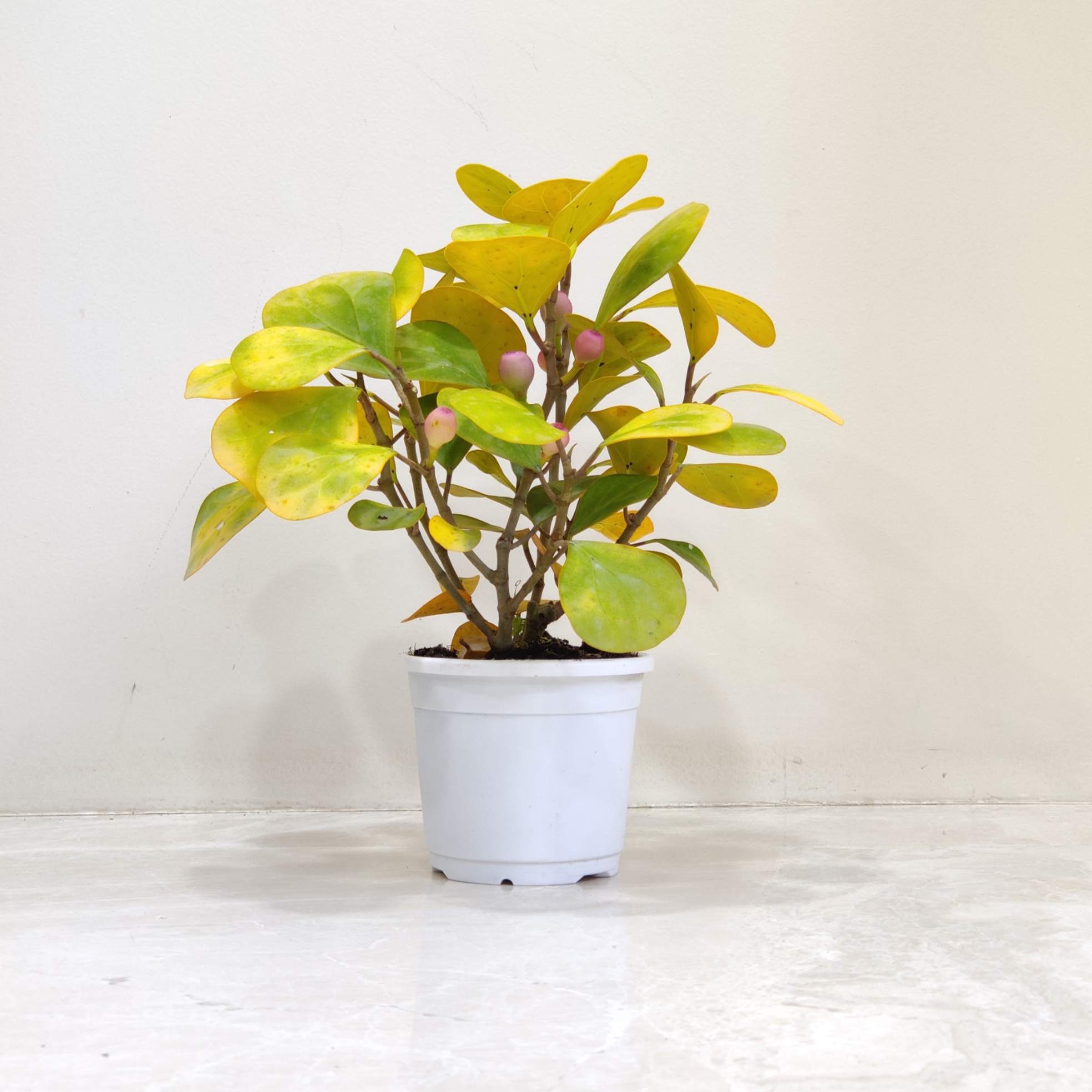 Mistletoe Fig 'Golden' (Ficus Deltoidea) - Image 2