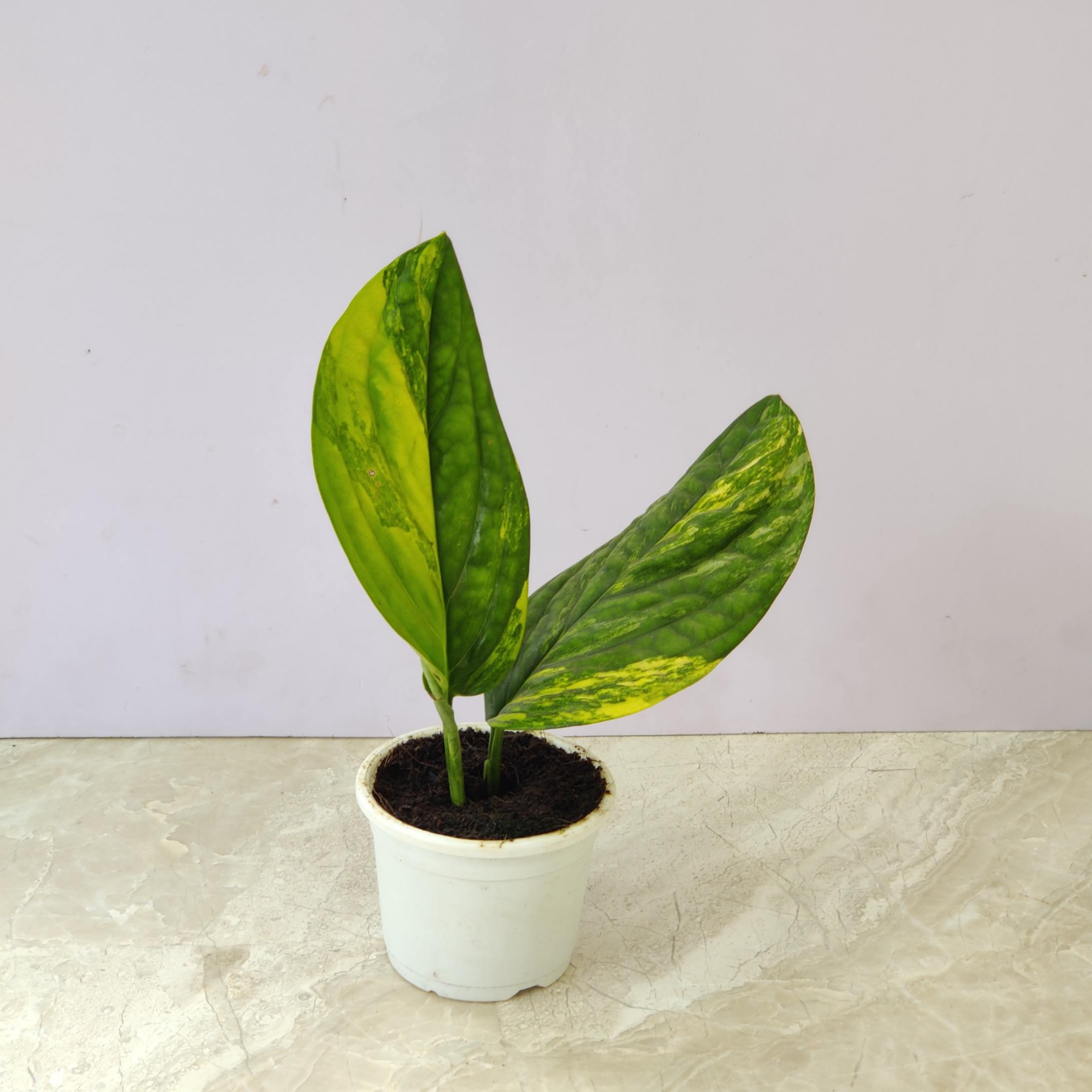 Monstera Peru Variegated - Image 2