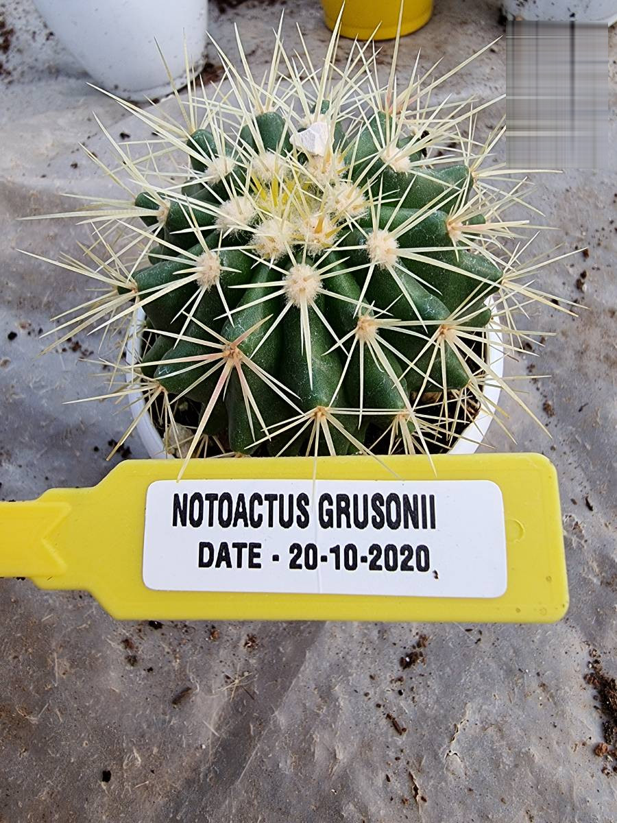 Notocactus Grusonii - Image 2