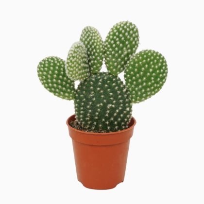 Opuntia Microdasys 'Red' 7 cm pot